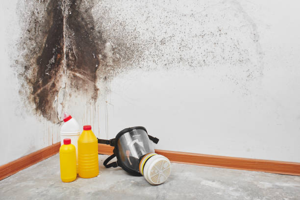 Best Home Mold Removal  in Anna, TX