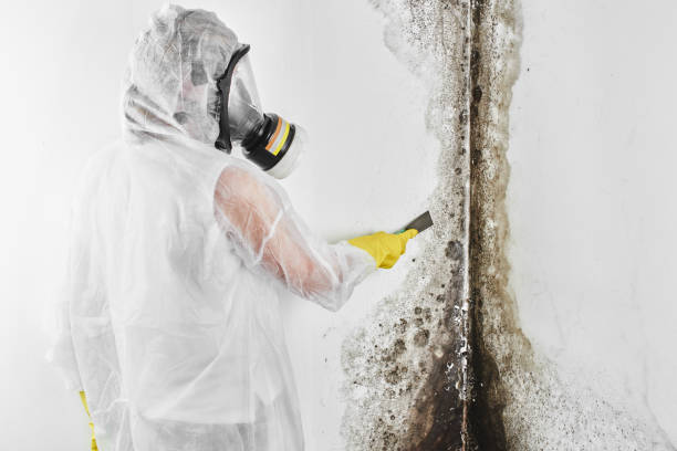 Anna, TX Mold Removal Company