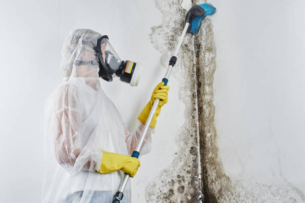 Best Mold Cleaning Services  in Anna, TX