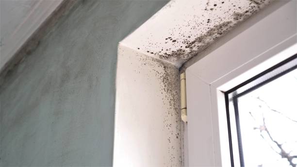 Best Mold Removal Company Near Me  in Anna, TX