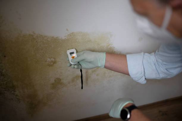 Best Toxic Mold Removal  in Anna, TX