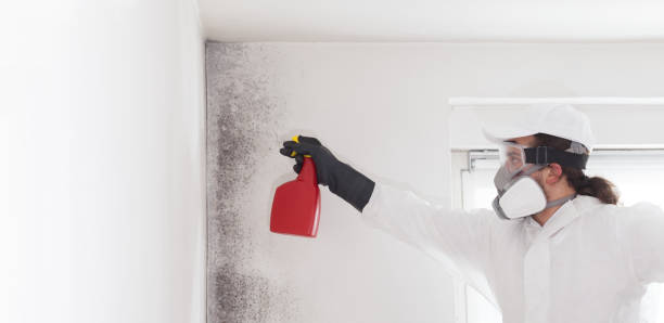 Best Black Mold Removal  in Anna, TX