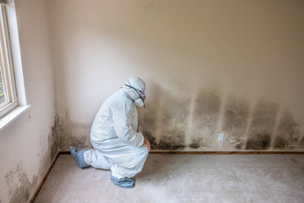 Mold Removal and Inspection in Anna, TX