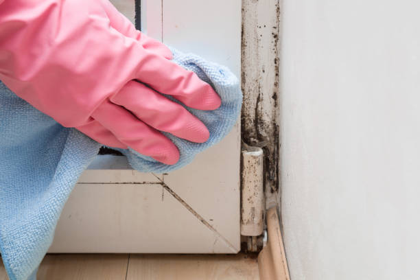 Best Mold Removal Near Me  in Anna, TX