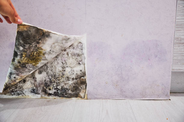 Best Fast Mold Removal  in Anna, TX